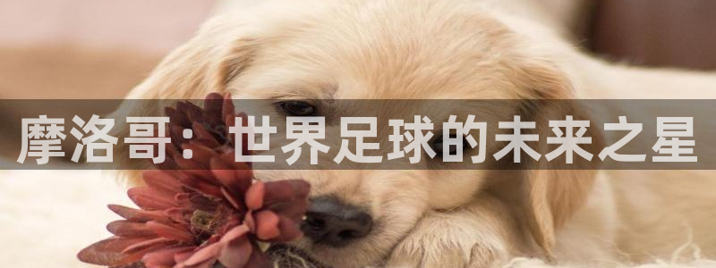 世界杯预选赛规则:摩洛哥:世界足球的未来之星